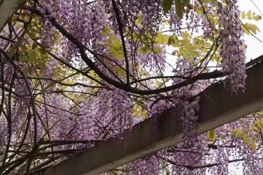 別名藤蘿,朱藤,黃環楊浦公園紫藤花一起來看看吧~五阿哥為大家準備了