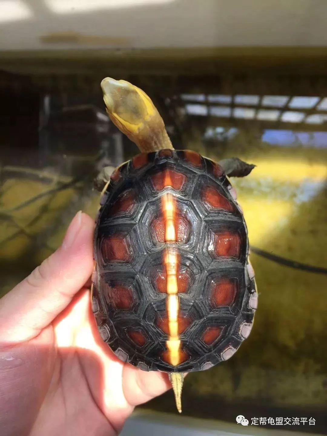 龟汤地址:惠州市惠城区河南岸金山湖花园二区202栋一单元202房,欢迎