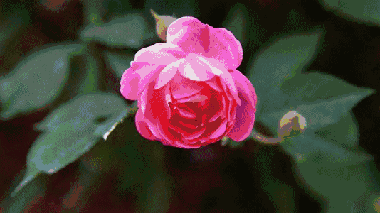 玫瑰花动图花球图片
