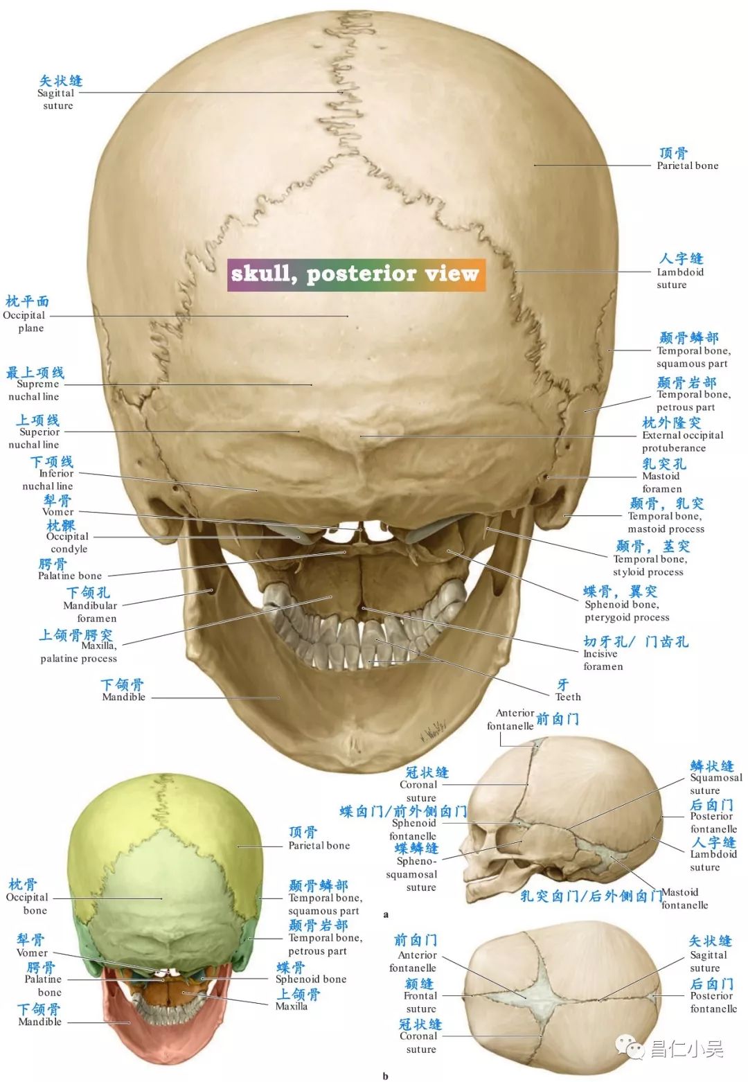 脑骨结构图片