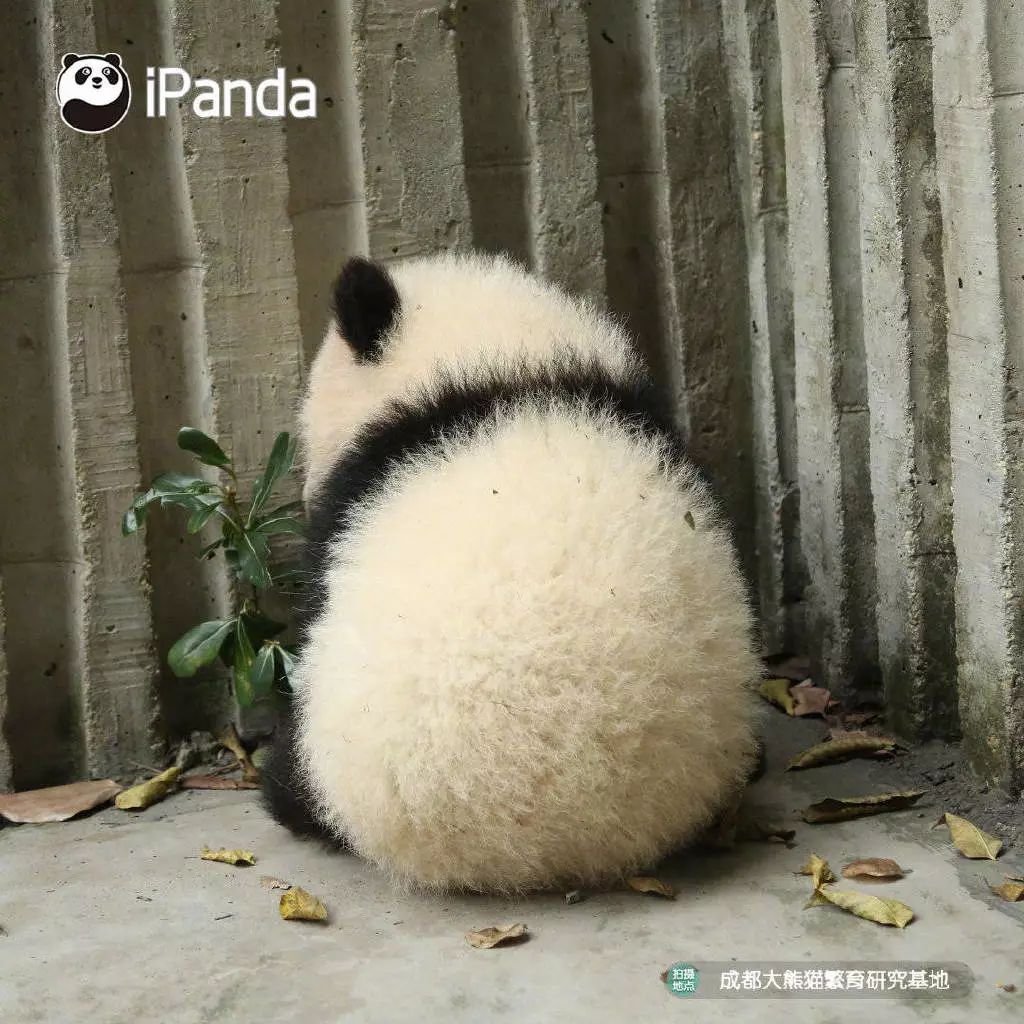 每次都会被熊猫的小背影萌到一口老血,顶不住啊顶不住!
