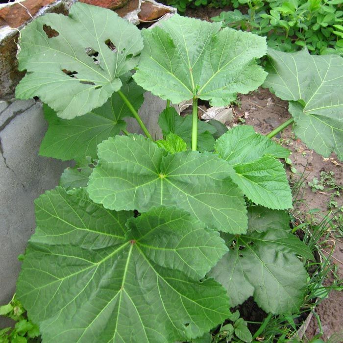 这种蔬菜清肺热种在家里阳台长的快又多真是太值了