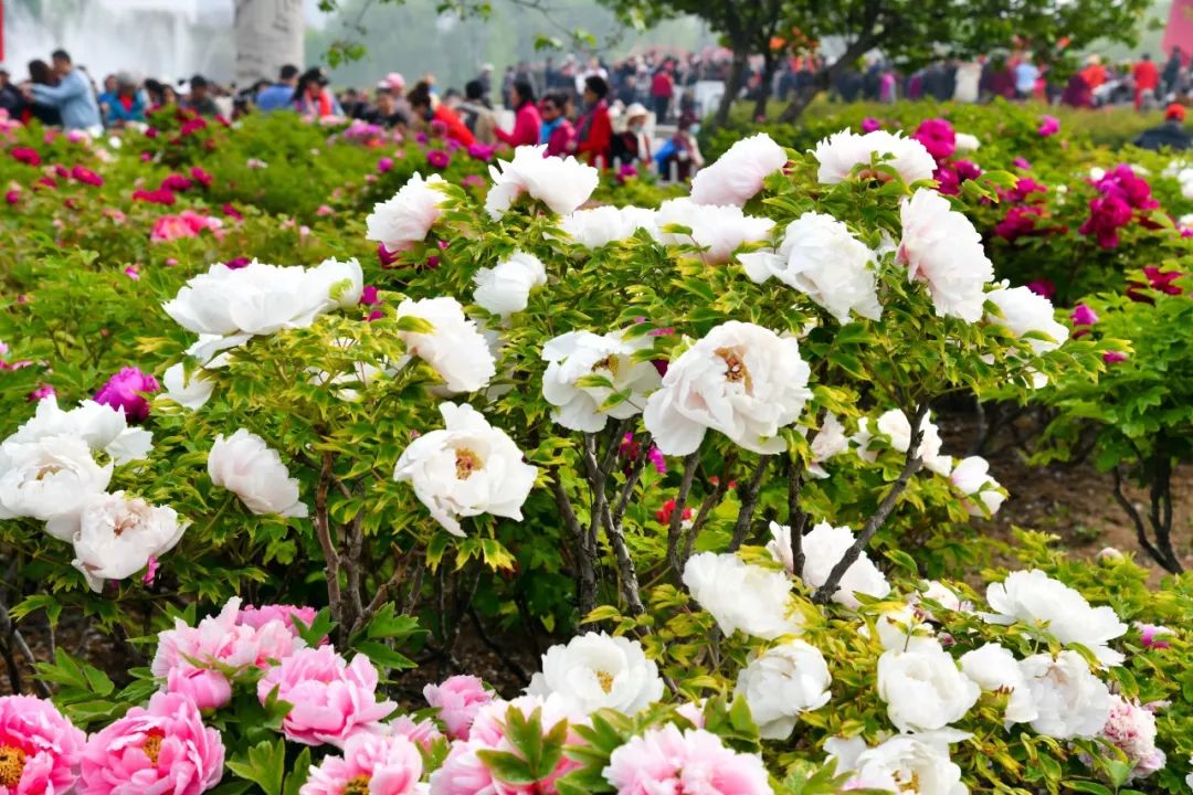 琅琊台发布季节令——今日谷雨_牡丹花