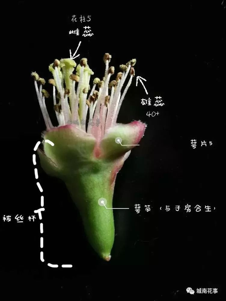 海棠花的结构图图片