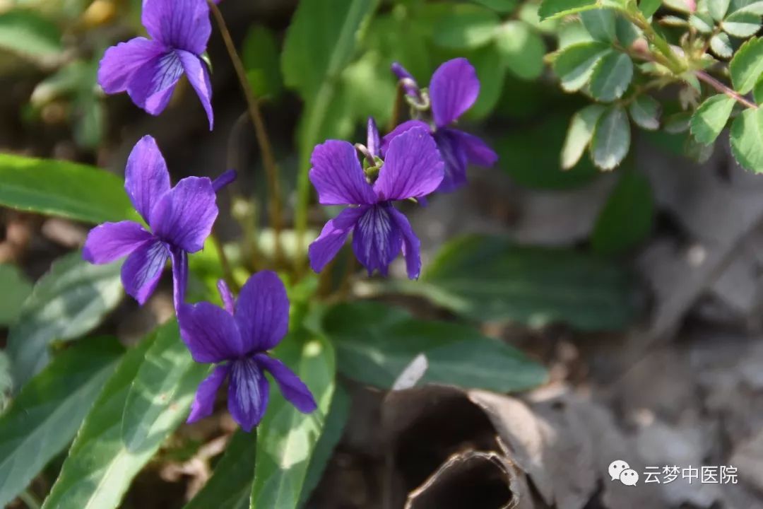 圖5 紫花地丁紫花地丁【功能主治】一切癰疽發背,疔腫瘰 ,無名腫毒