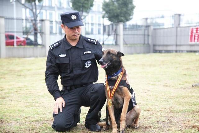 原创13岁高龄的警犬曾在汶川地震中救出15人,退役后安享晚年,好暖心