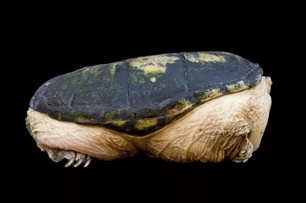 窄桥蛋龟丨名副其实的中美洲罗马暴君