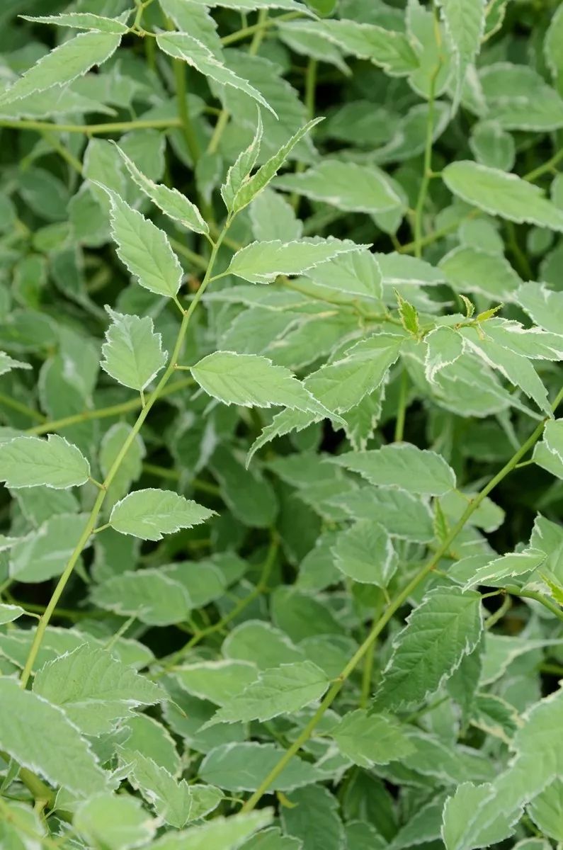 棣棠花开灿若金