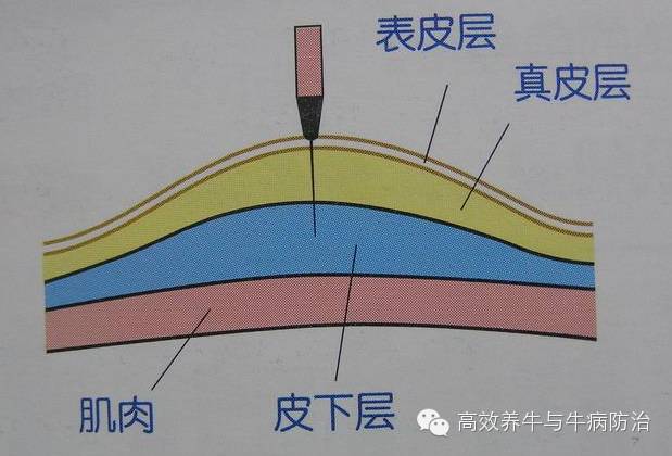 牛脖子静脉位置图图片