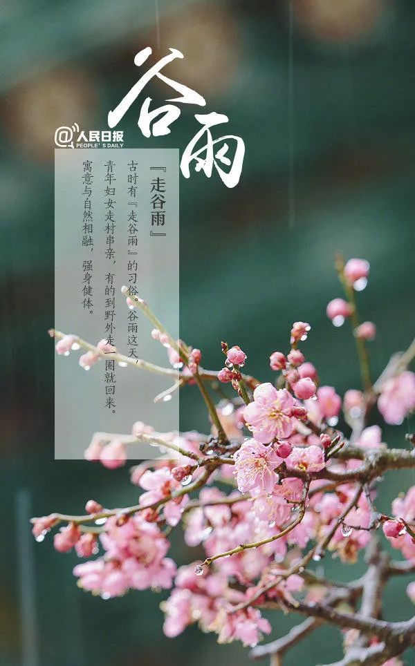 今日,谷雨