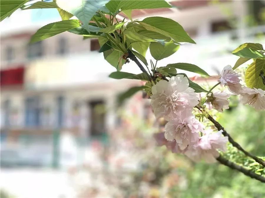 平阳一大波校花照片流出