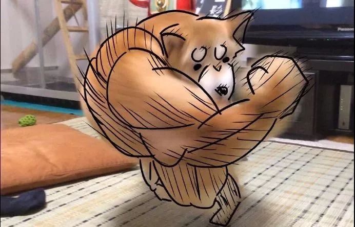 肌肉柴犬meme图片