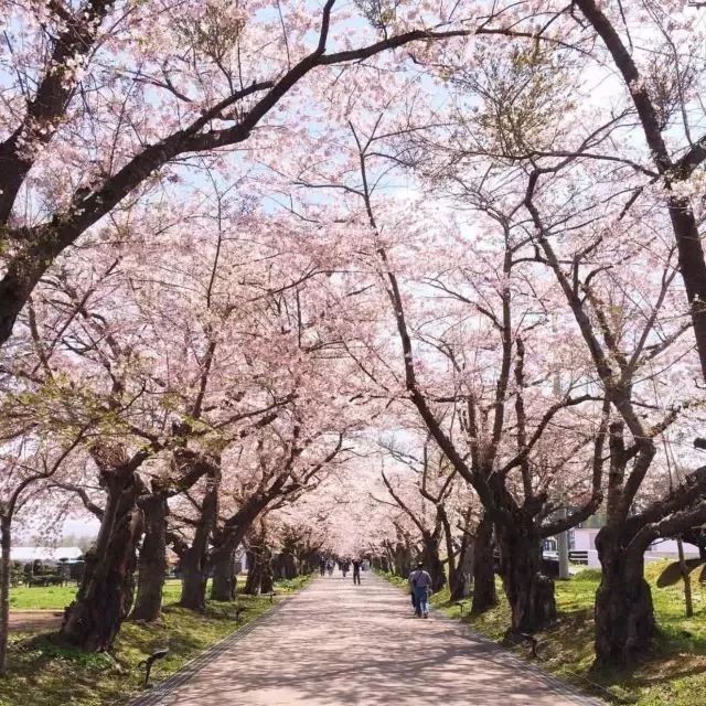 錯過了東京京都的櫻花沒關係北海道的櫻花還在等你