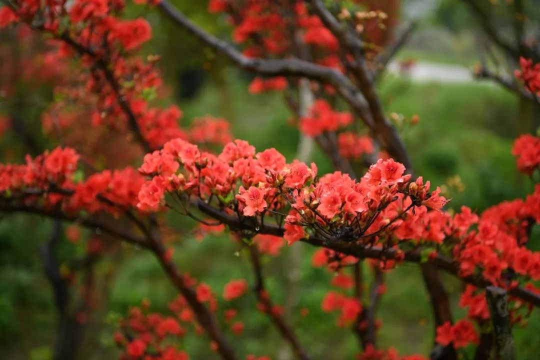 千年杜鹃花王图片