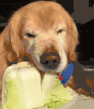 狗啃白菜表情包gif图片