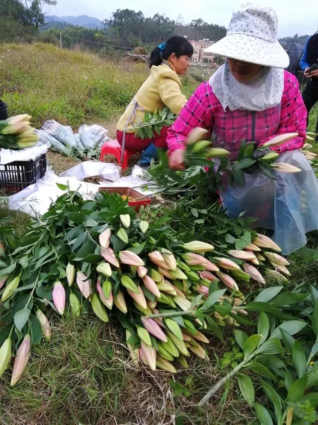 在塘尾村百合花种植基地,工人们正忙着加紧采摘各种颜色的百合花,运输