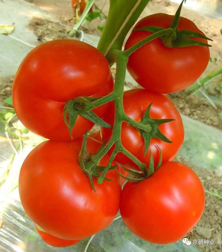 京番5022part精品粉果番茄杂交种,早熟,果实圆形,萼片平展,每穗坐果数