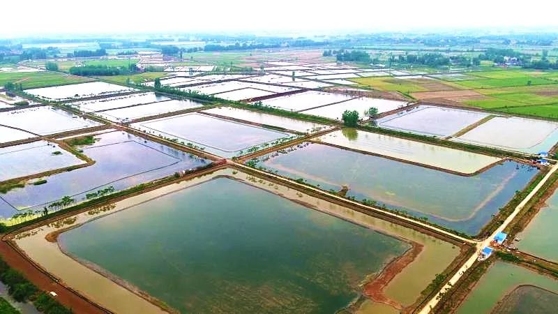 穀雨時節航拍下的天門石家河春景如此生機勃勃