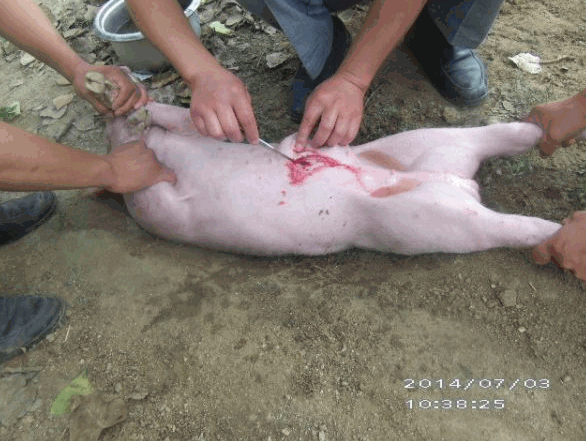 猪肛门的缝合方法图片图片
