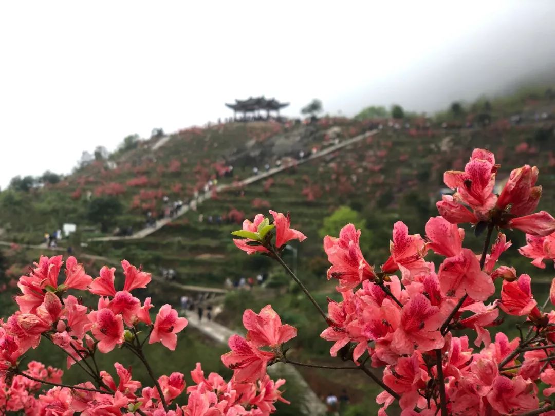 虹桥镇峃前村盛大开幕,乐清峃前·白龙山杜鹃花节在