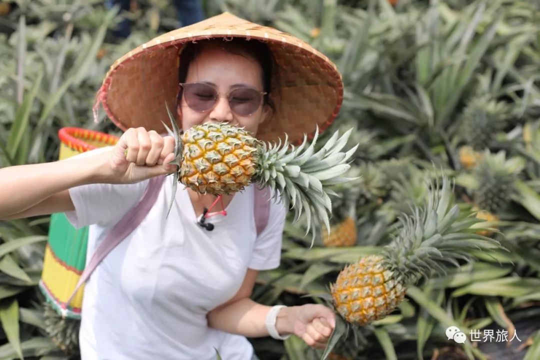 每年的4～9月份都是神湾菠萝丰收的季节,我们这样的吃货当然是要提前