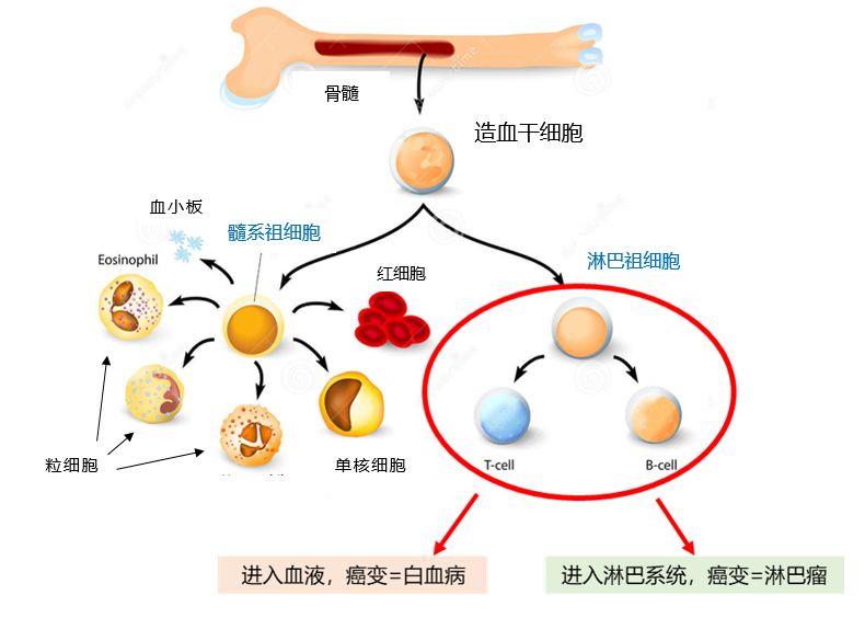 在不断分化的过程中,这些细胞会迁徙到自己的工作岗位