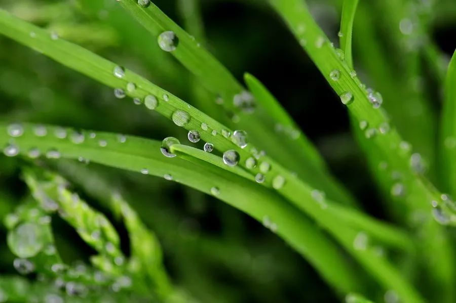 穀雨陰陽氣和細潤不傷故春生