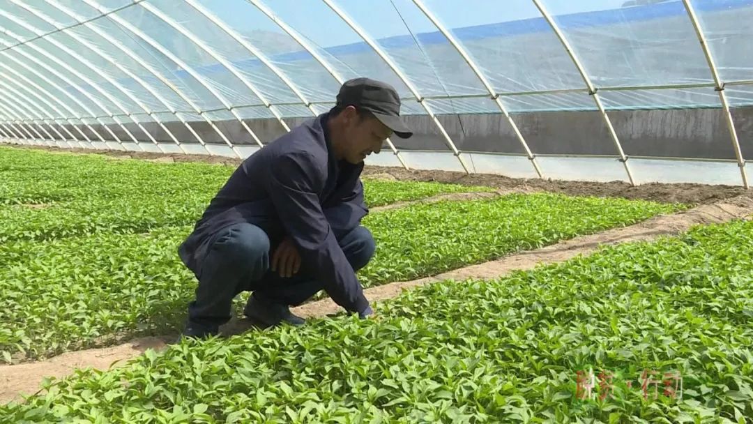 採訪:藺東旭日前,蒿林鄉依託專業合作社正在著力打造申集,大唐,杜林