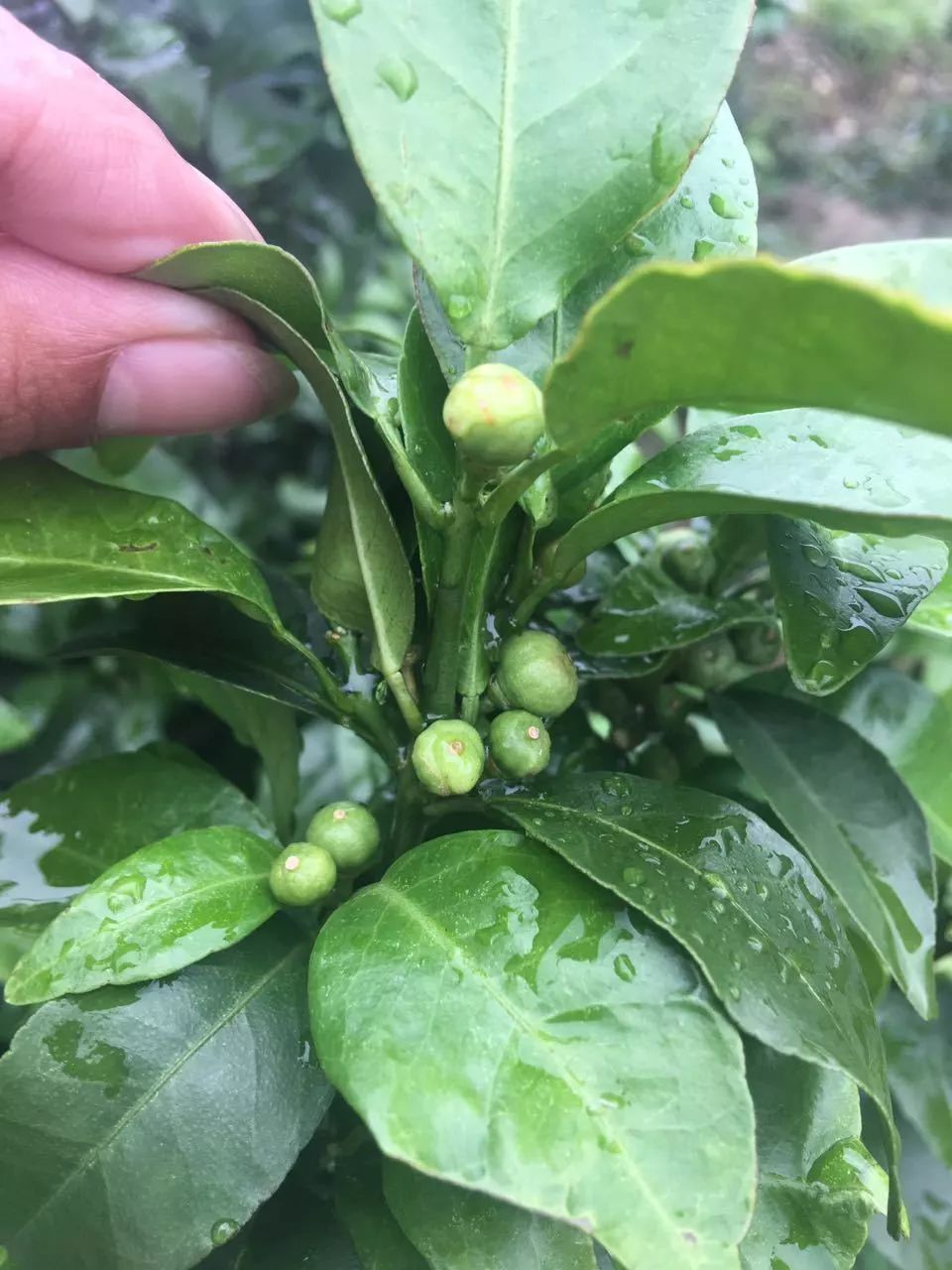 殺梢劑藥害利用草甘膦,乙氧氟草醚,乳氟禾草靈,2-4,d以及含有除草劑的