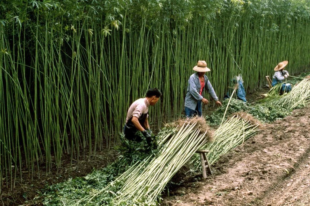 工业大麻:魔鬼还是天使?