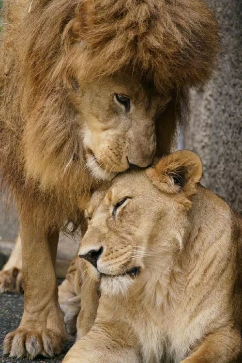 推主拍到两只狮子恩爱的画面,这宠溺的样子,也是让人很酸了!