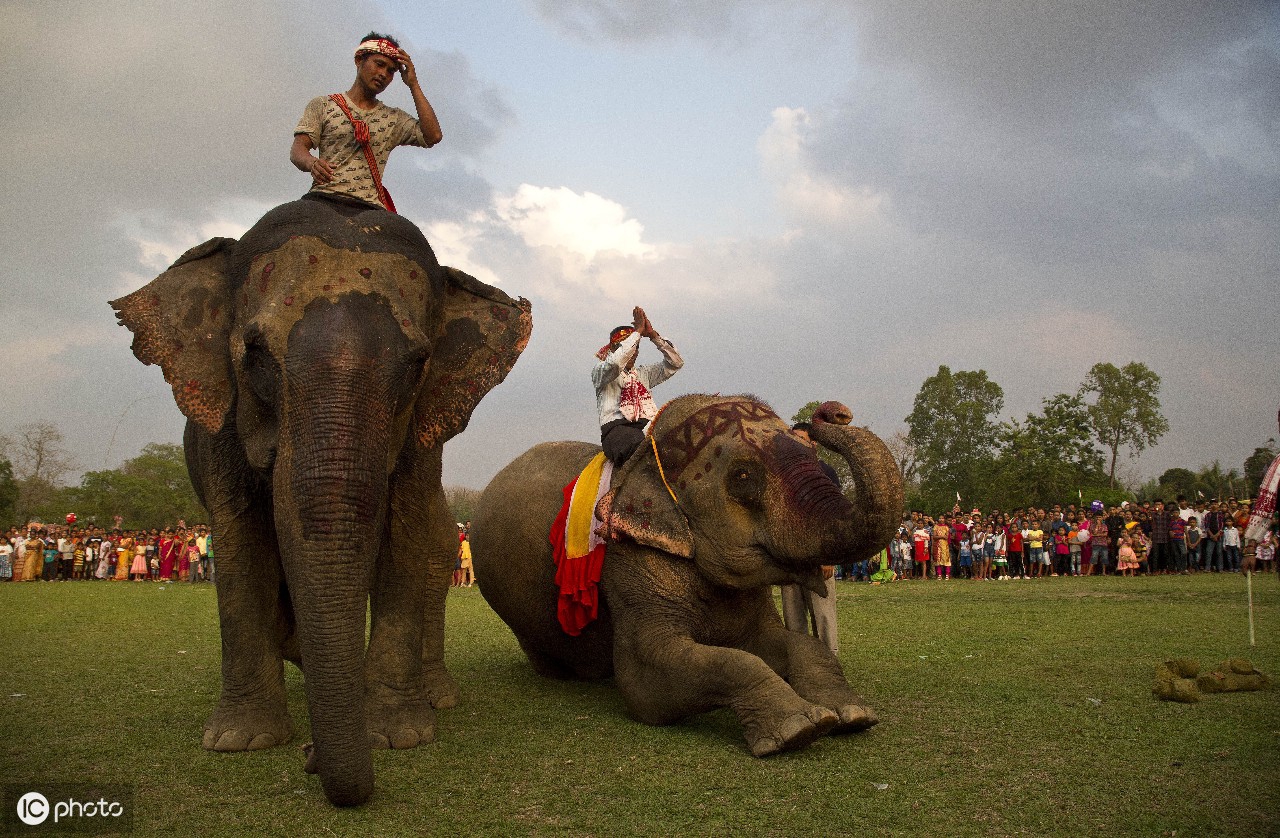 19年4月日印度传统的大象战斗节日 搜狐大视野 搜狐新闻
