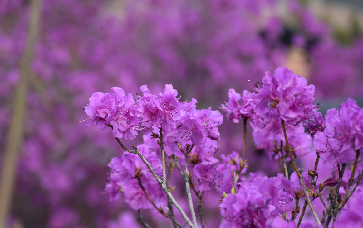走,去延边,看最美金达莱花!