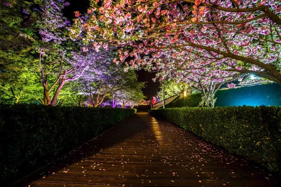 赏景夜间赏樱花时间表来啦大连人还有这些你不知道的变化