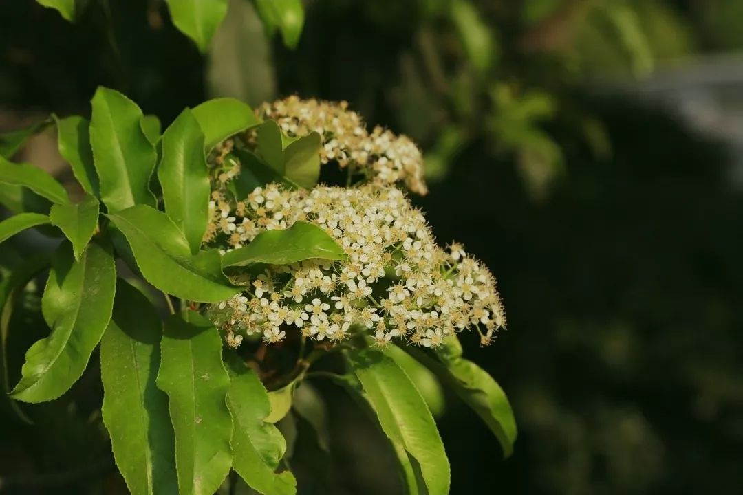 石楠花(石楠花的味道是啥味道)