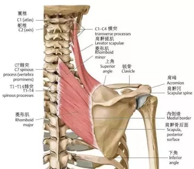 陈妍希破土而出的斜方肌是怎么了还有这肩胛骨看着都疼啊