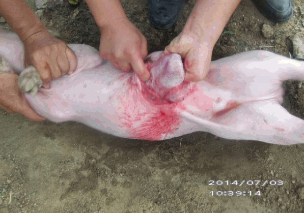 实拍保育猪脐疝手术修复操作教程