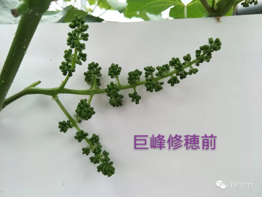 克伦生葡萄花穗修剪图片