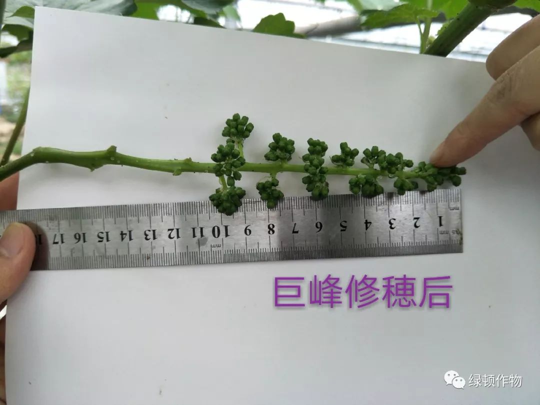 24张美图教会你葡萄花穗整形技术