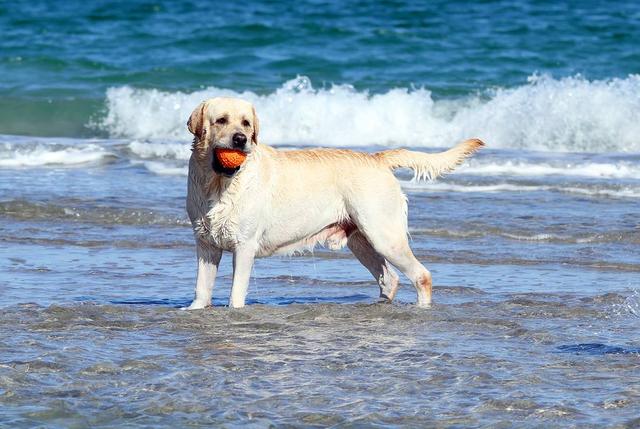 狗狗游泳有溺水风险，有些狗狗是不会游泳的！铲屎官要小心
