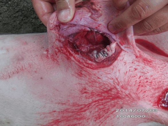 实拍保育猪脐疝手术修复操作教程