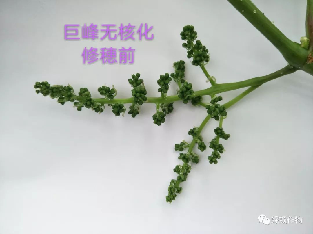 24张美图教会你葡萄花穗整形技术