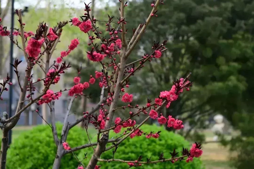 生命的氣息運河春色,是藏在春日裡的詩句攝影者:劉凌攝影者:任建輝