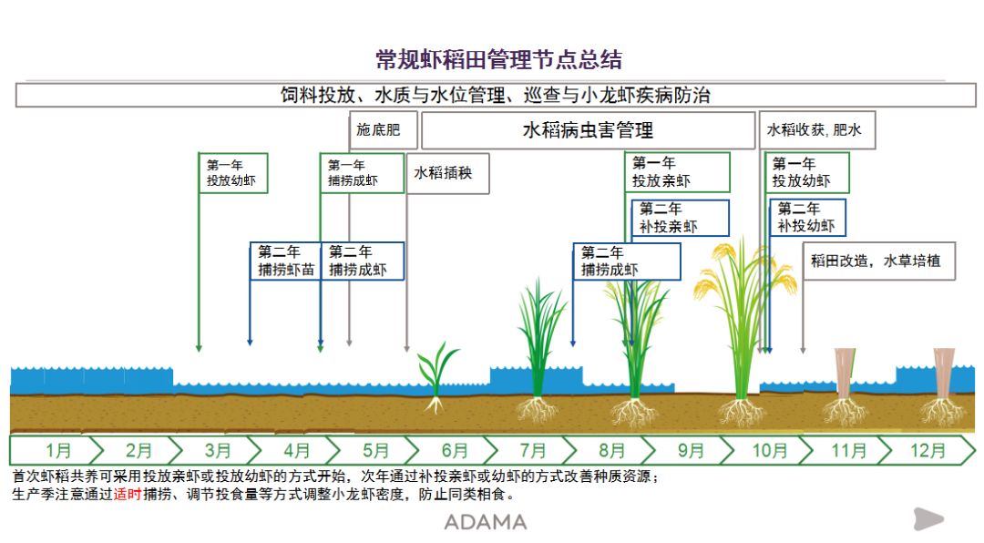 虾稻共养新模式图片图片