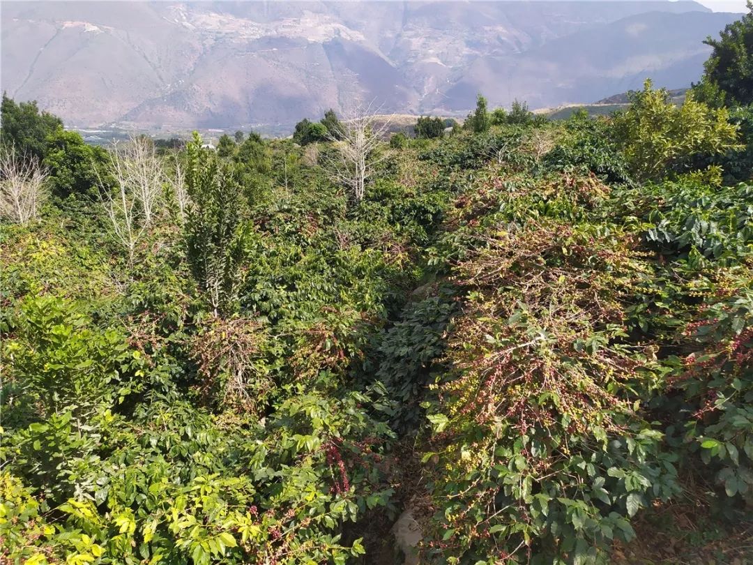 咖啡豆种植地带图片