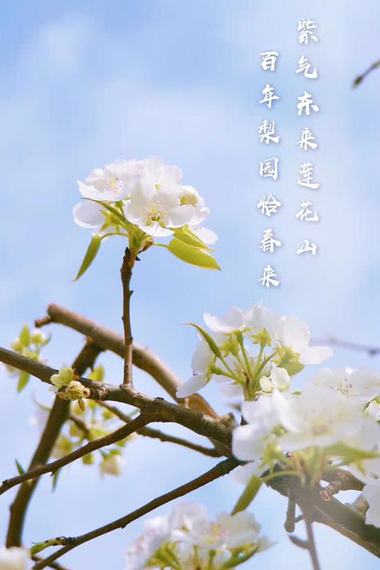 长春莲花山梨花节图片