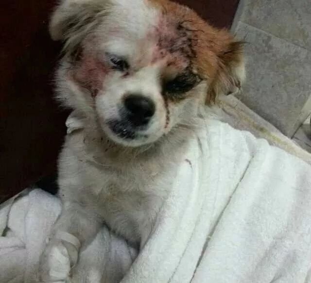 狗狗被爆竹炸掉半个头图片