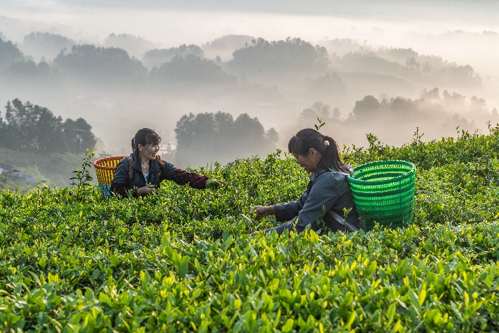 重庆南川谷雨来临采茶忙