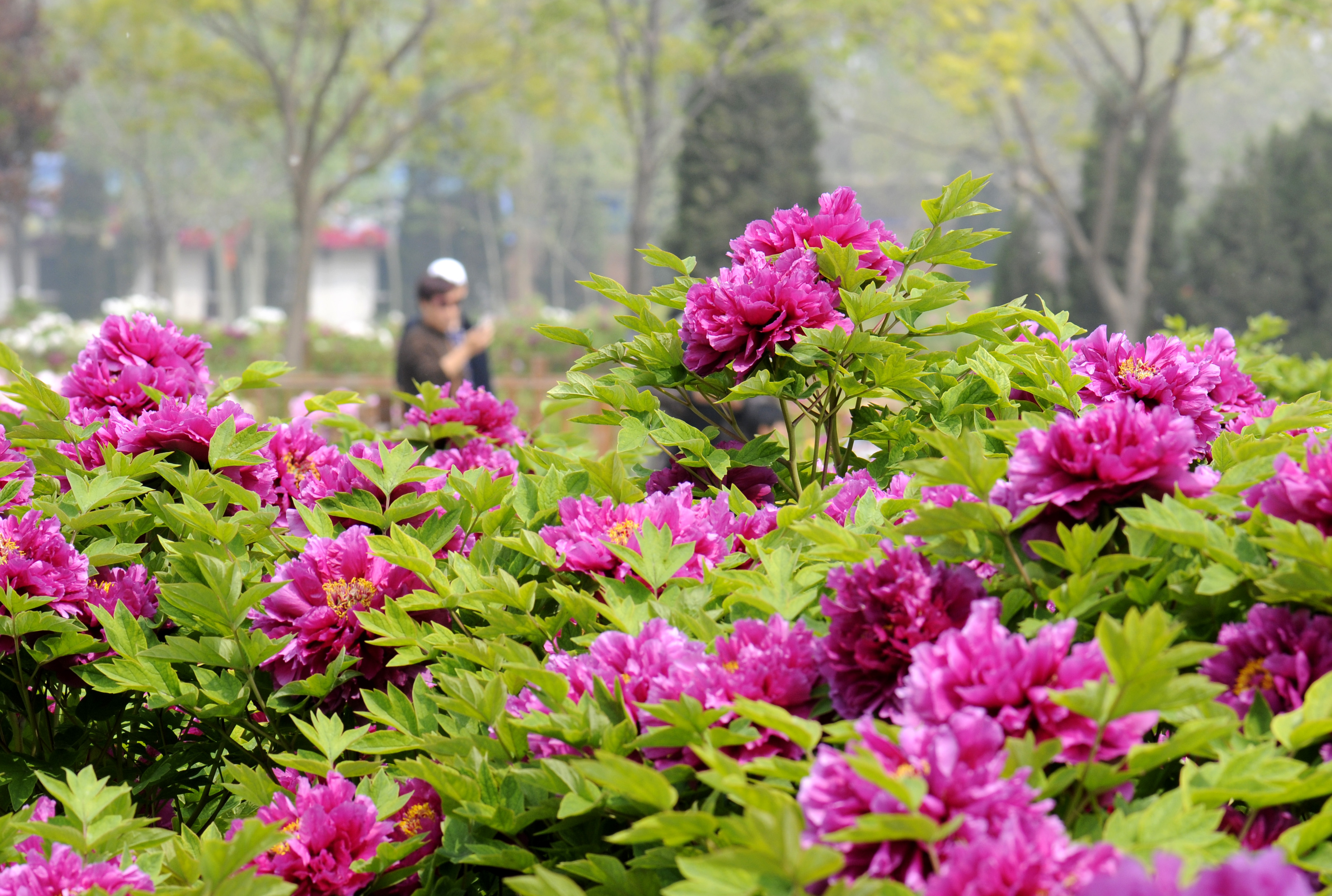 4月22日,游客在河北省柏乡县汉牡丹园观赏牡丹花