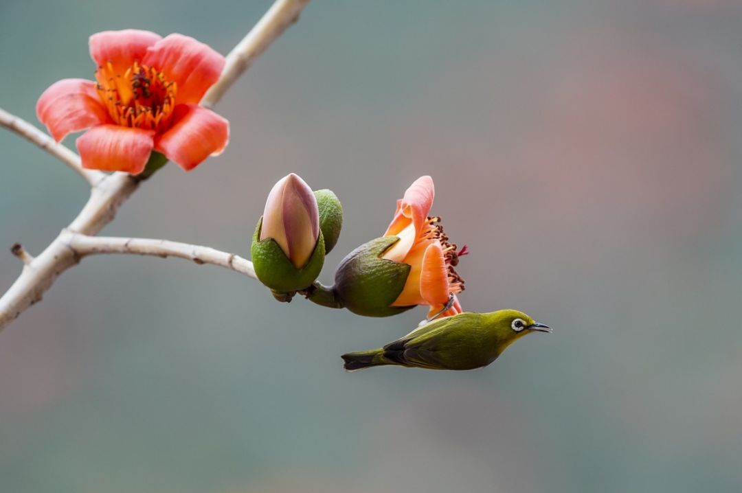 暗綠繡眼鳥